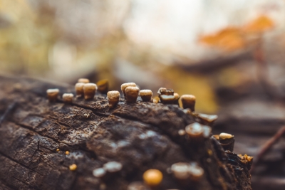 Can psychedelic mushrooms help in the treatment of alcoholism?